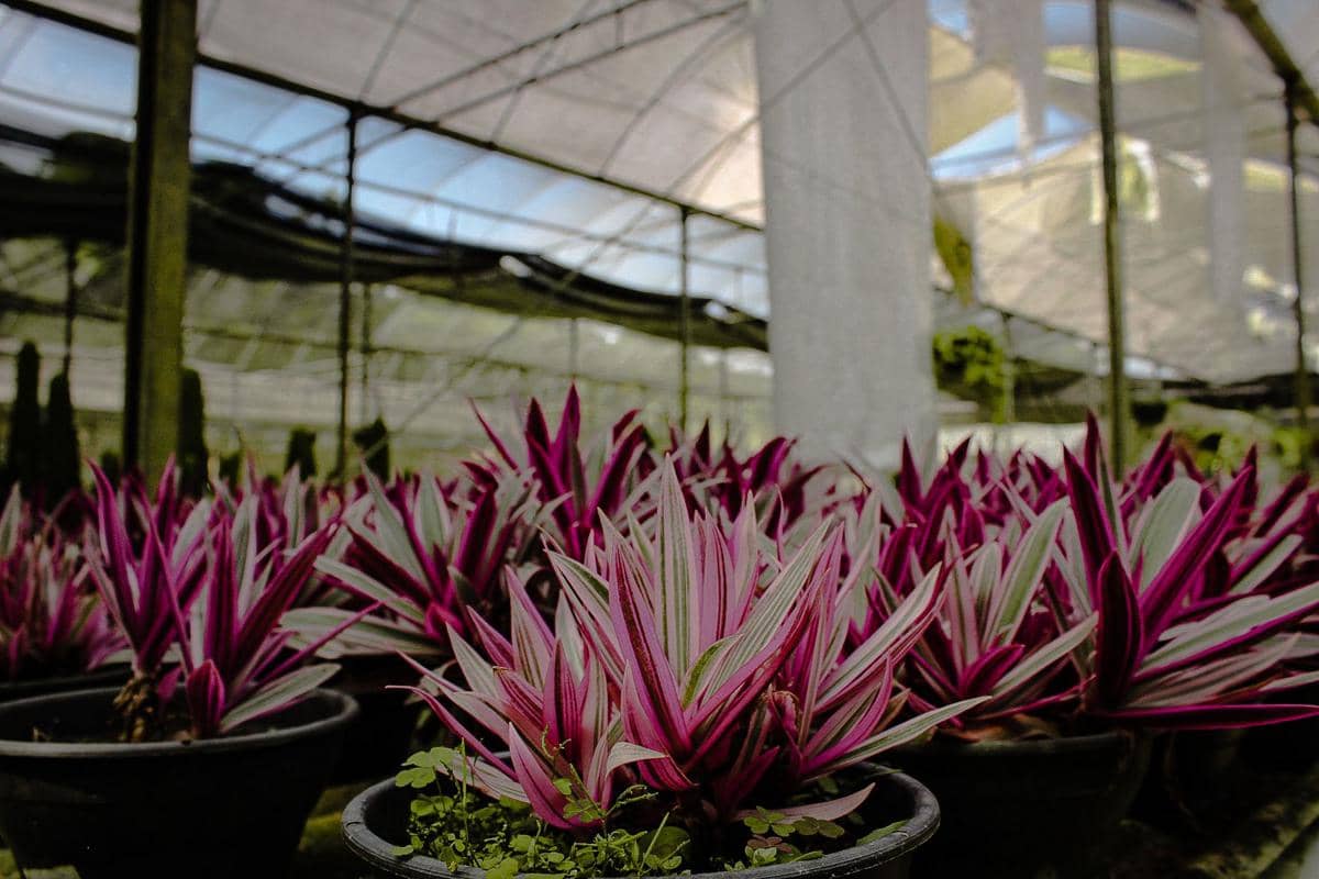 5 Jenis Tanaman Tradescantia yang Cocok untuk Dekorasi Rumah, Estetik!