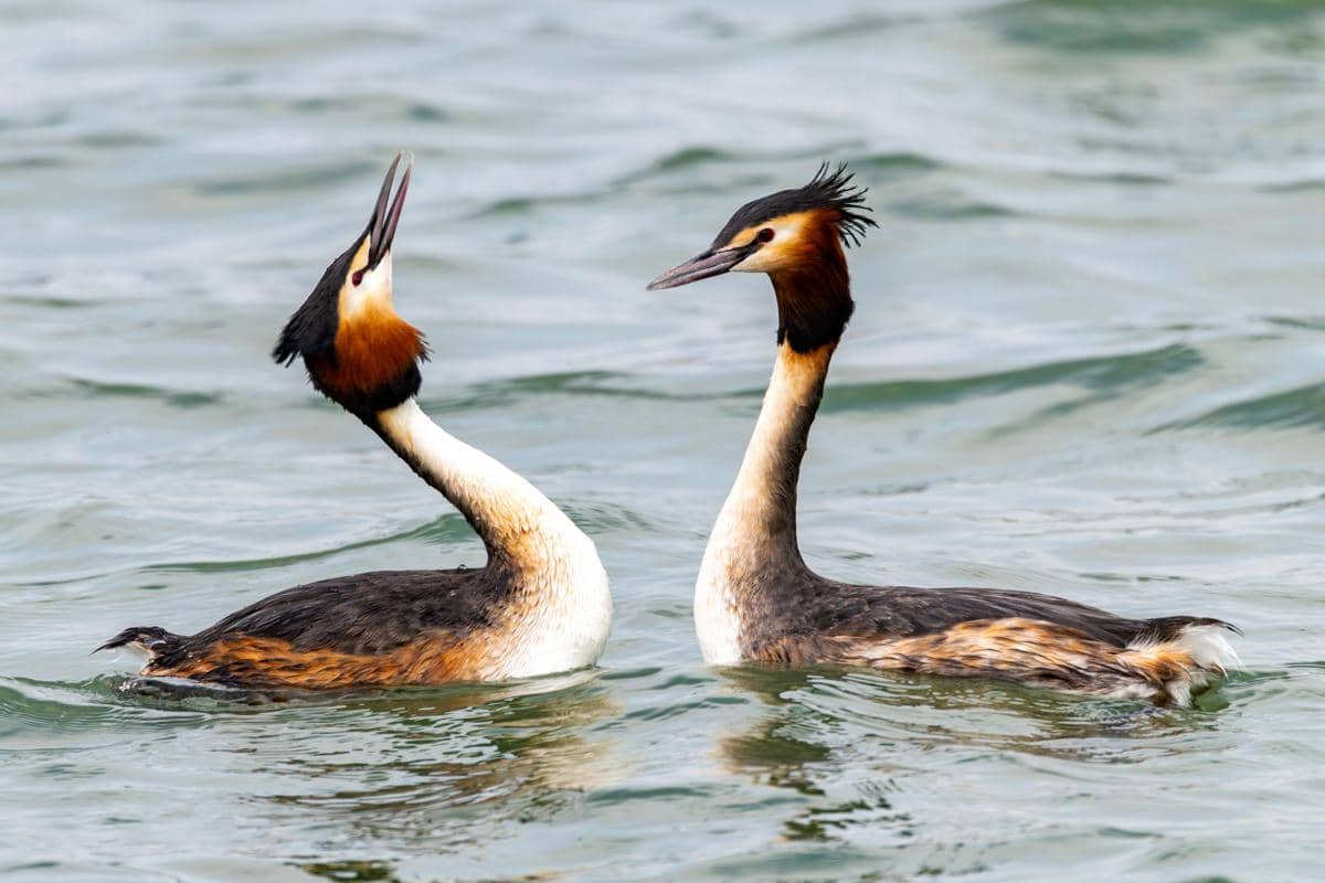 Burung grebe