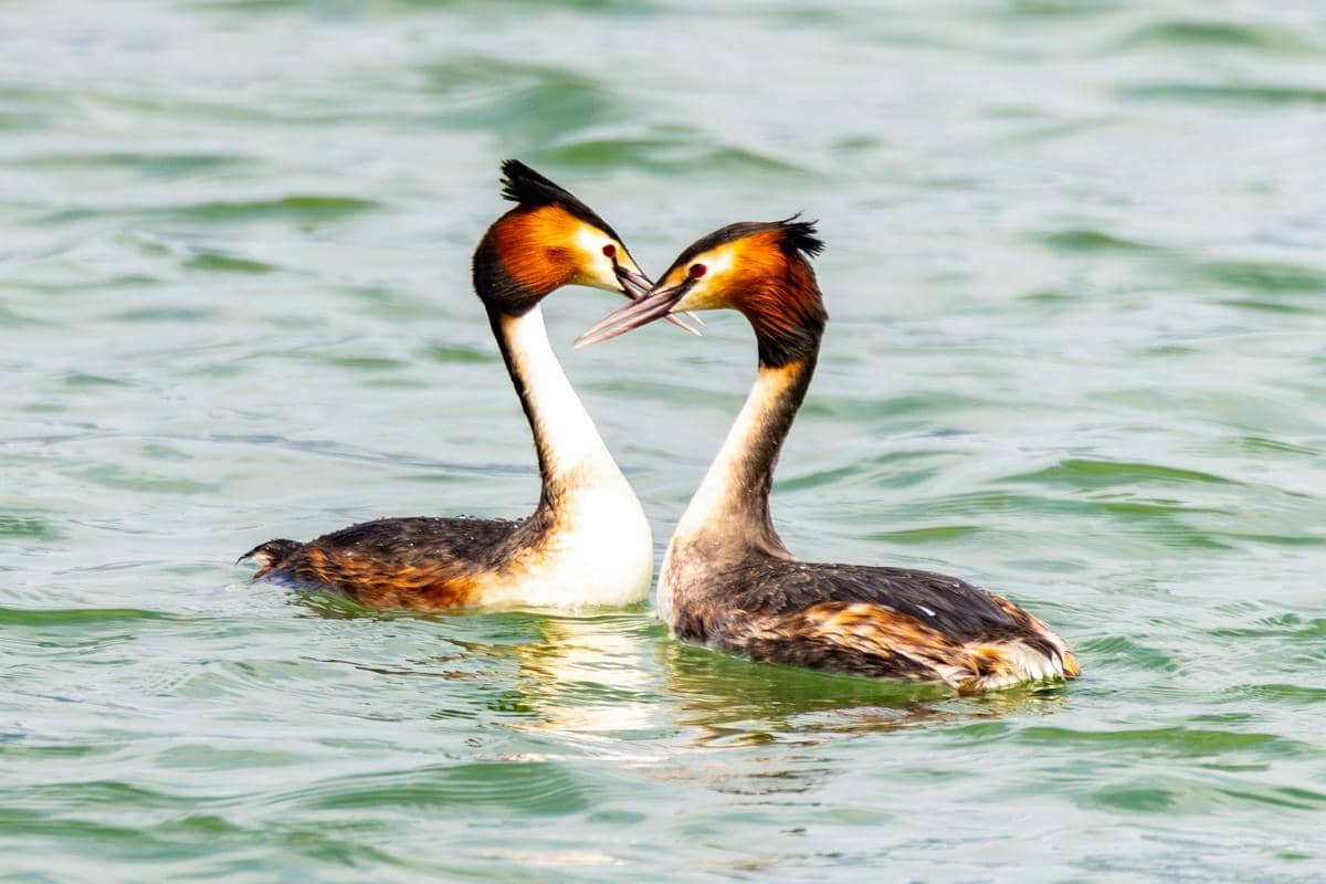 5 Burung yang Memiliki Tarian Kencan Paling Memukau, Bak Penari Balet!