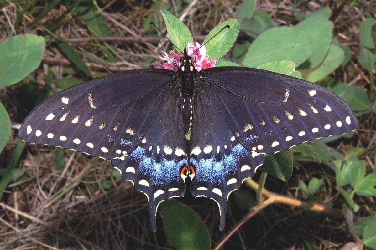 swallowtail hitam