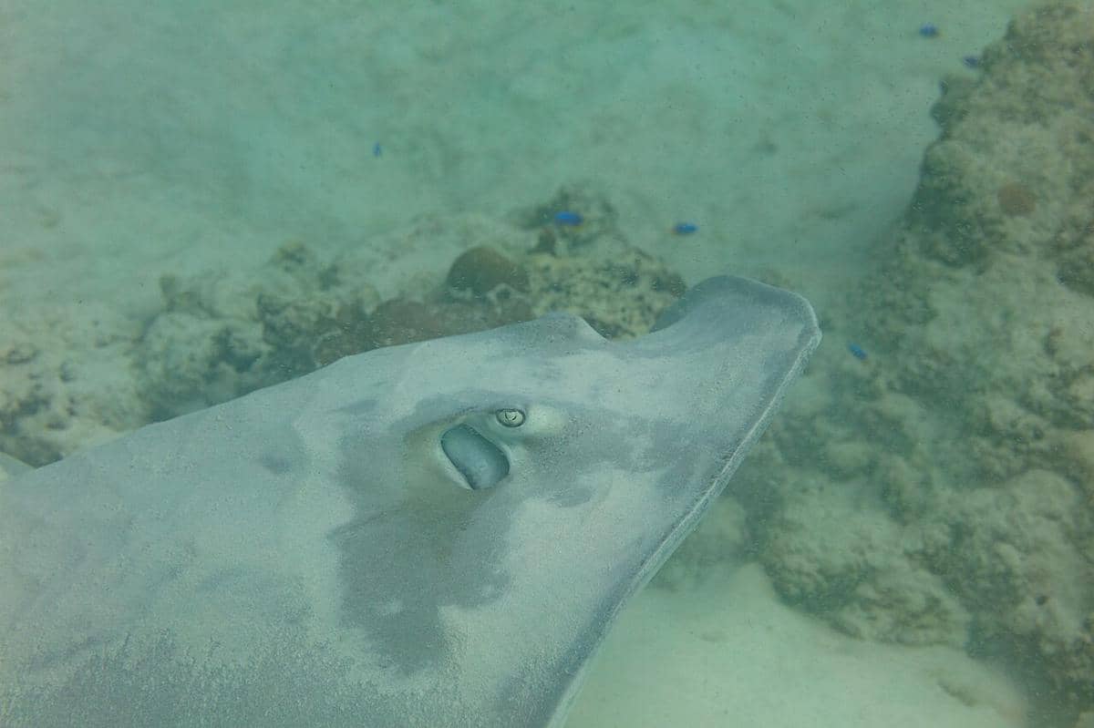 pink whipray