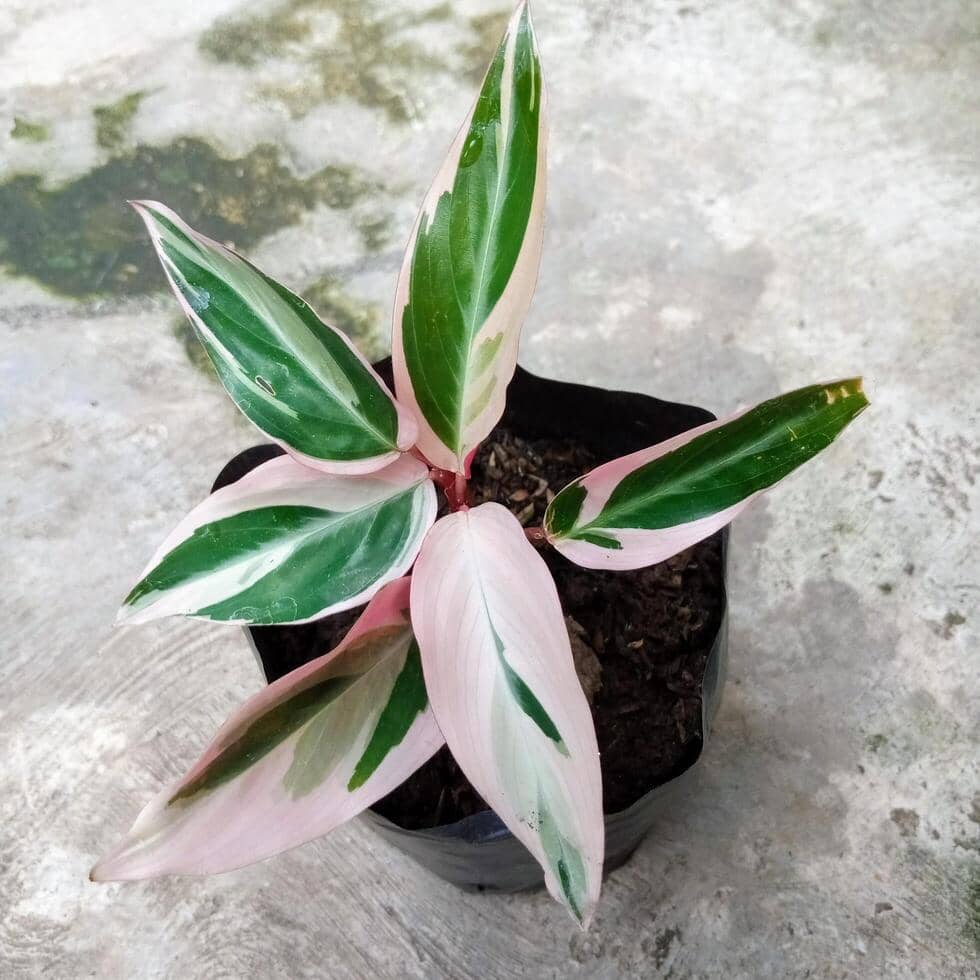 ilustrasi stromanthe sanguinea triostar