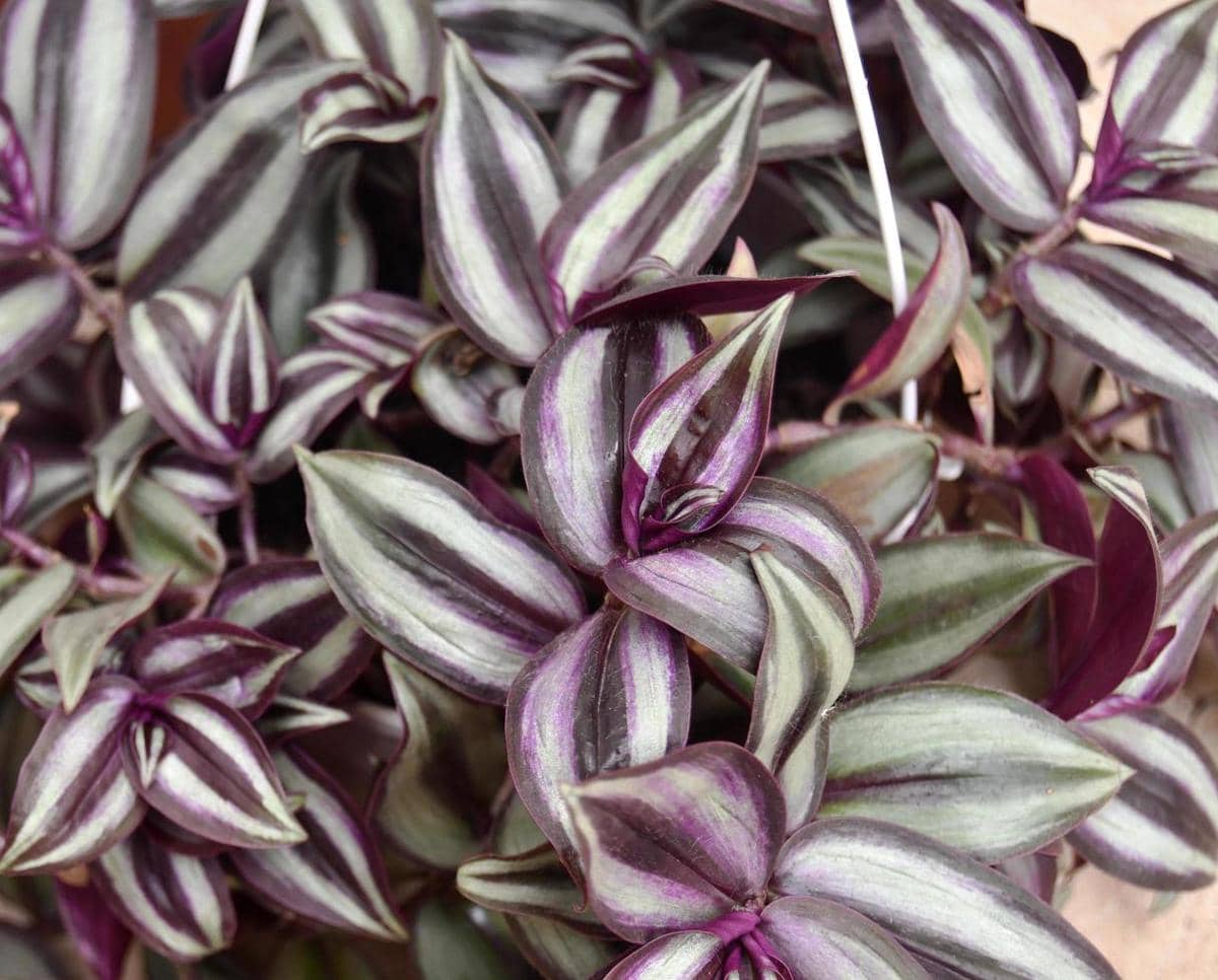 ilustrasi tradescantia zebrina