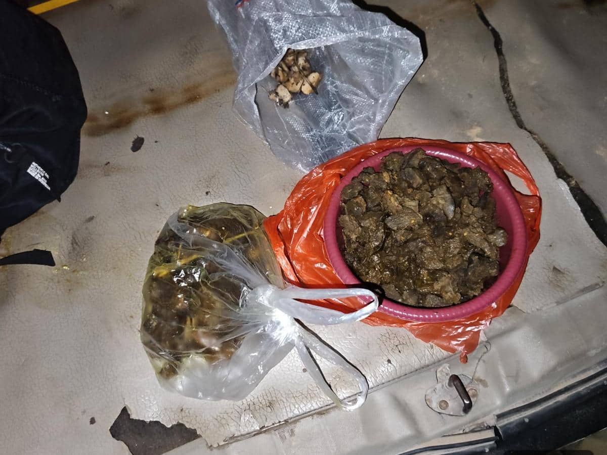 Kasus Penyembelihan Tapir di Mesuji, Dibunuh hingga Dimasak Rica-rica