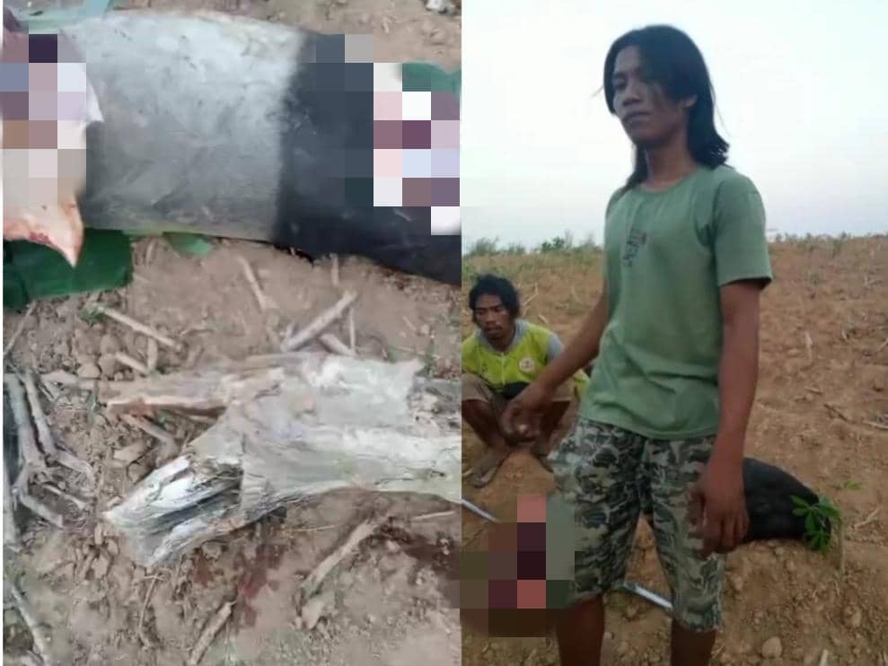 Viral Tapir Disembelih Warga di Mesuji, BKSDA dan Polisi Turun Tangan