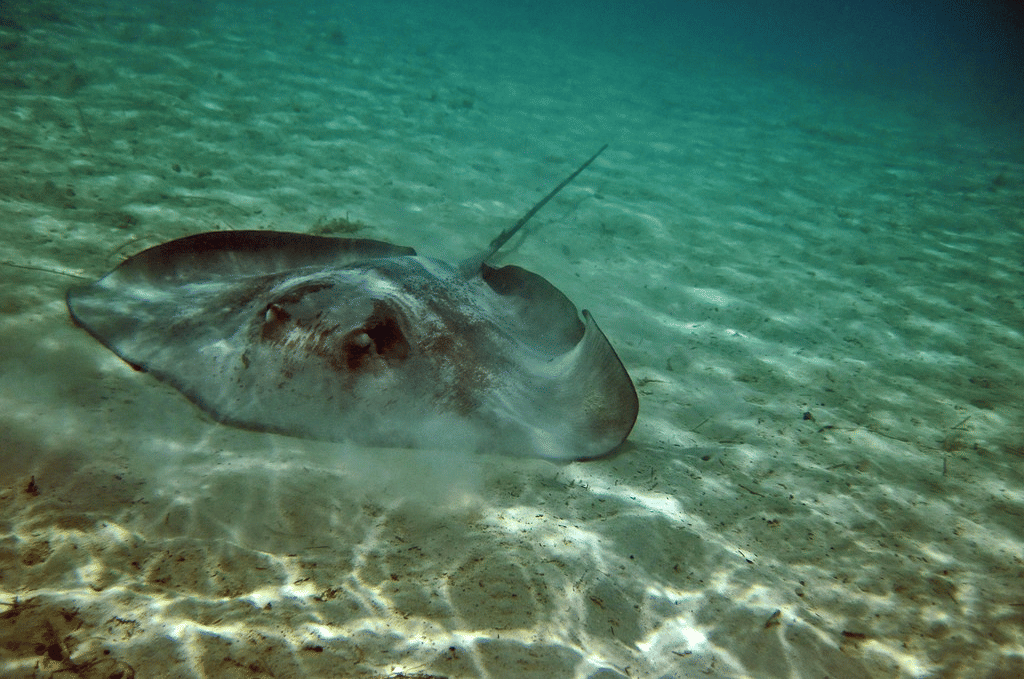 pink whipray