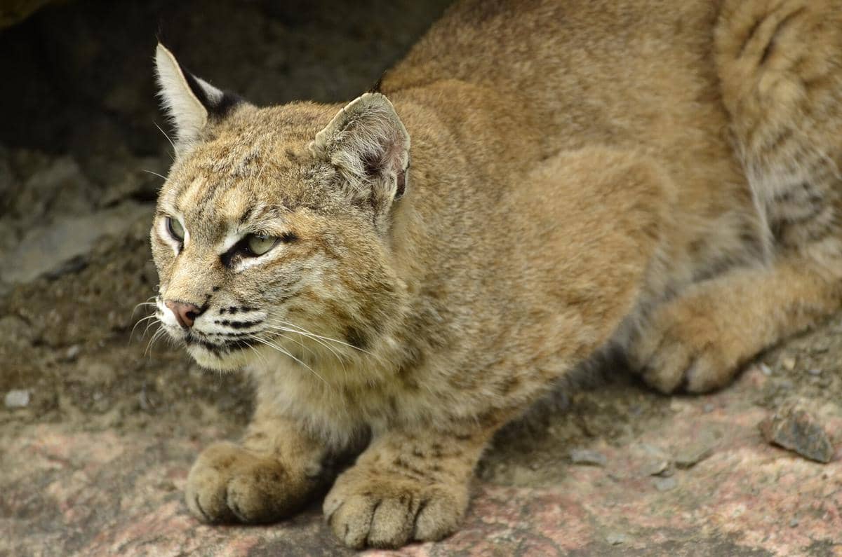 5 Fakta Bobcat, Kucing Liar Amerika yang Namanya Berasal dari Ekor