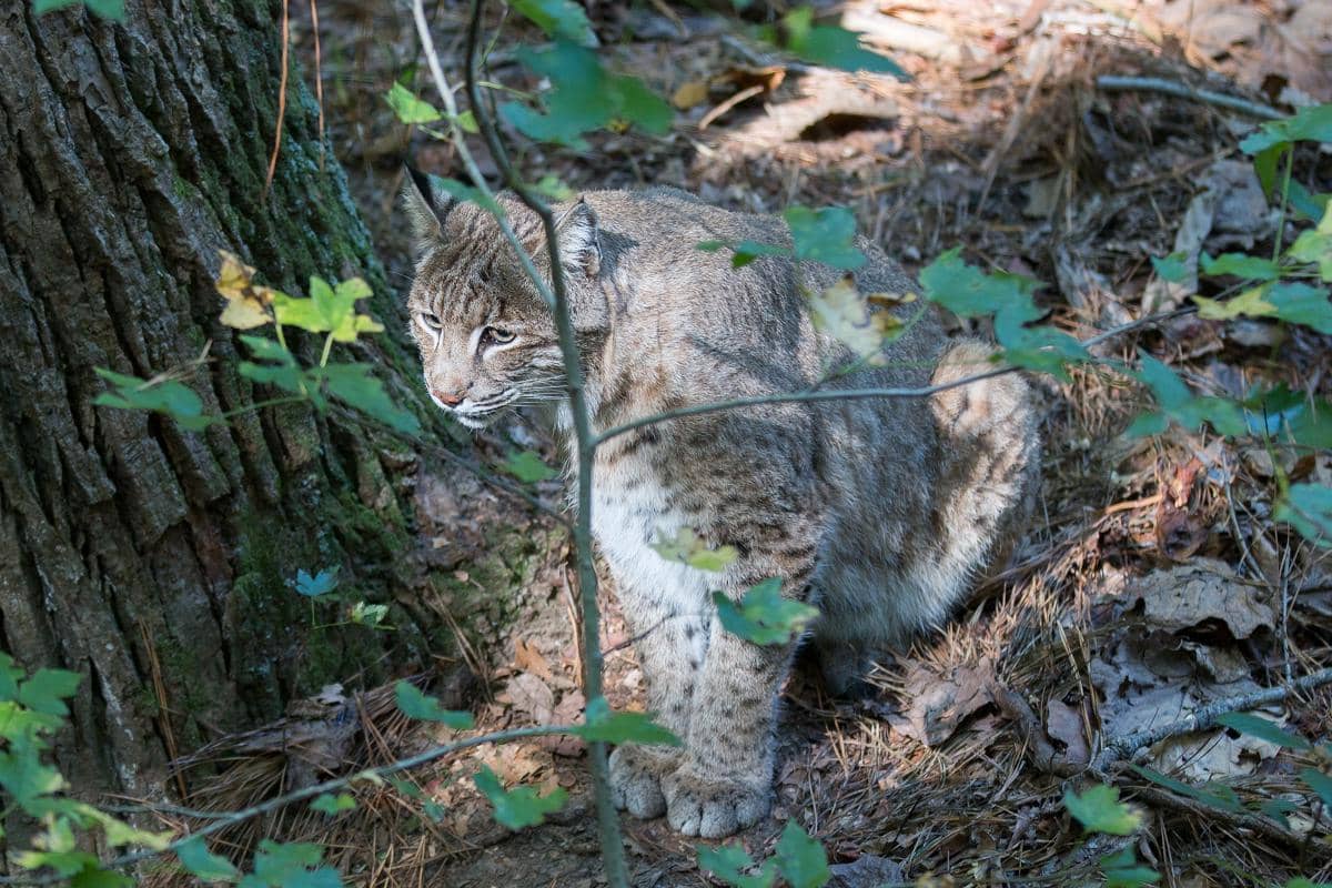 bobcat