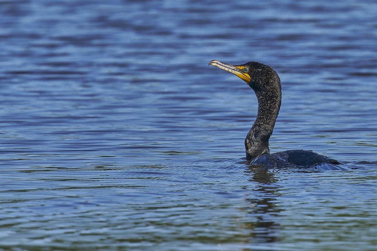 double-crested cormorant