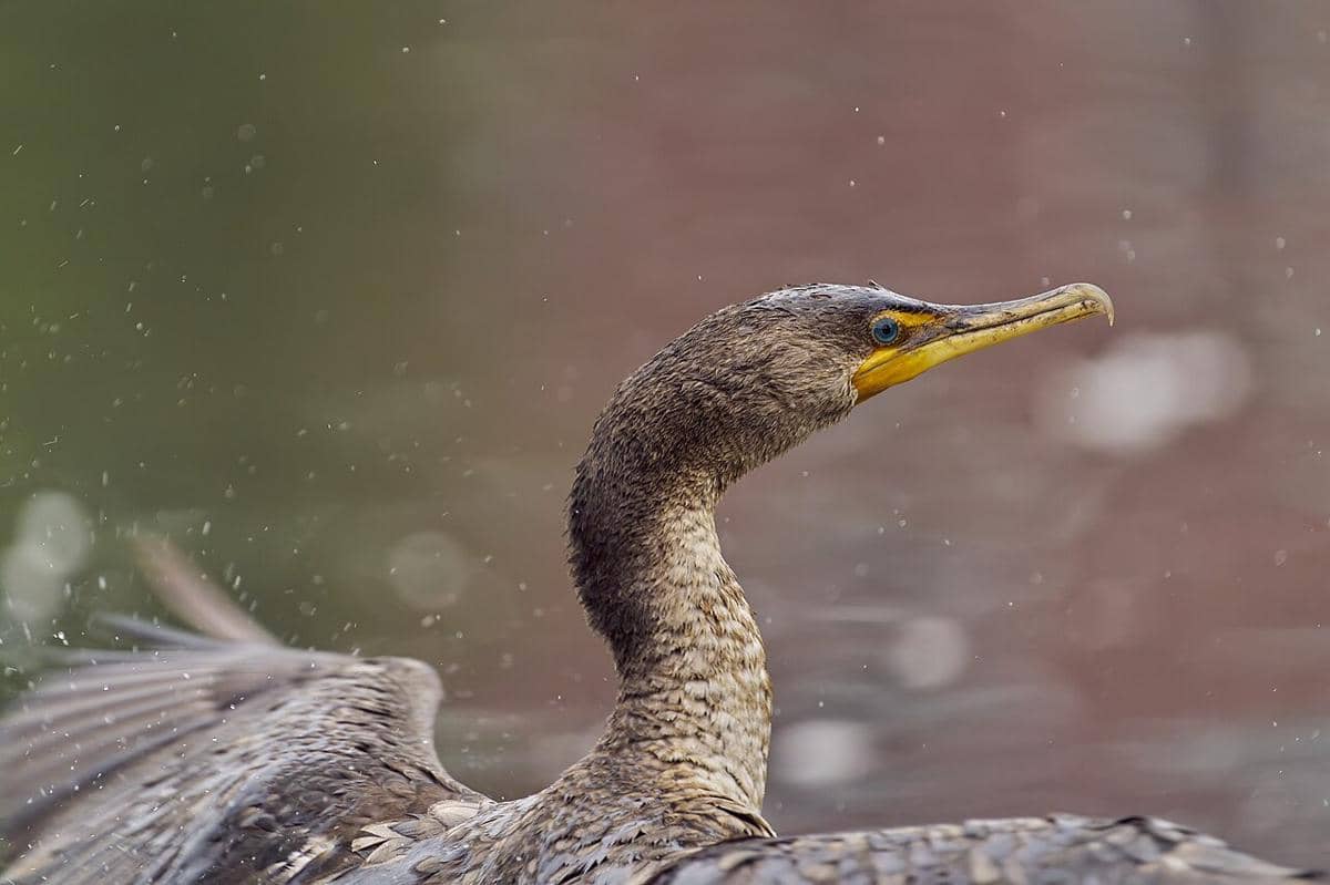 double-crested cormorant