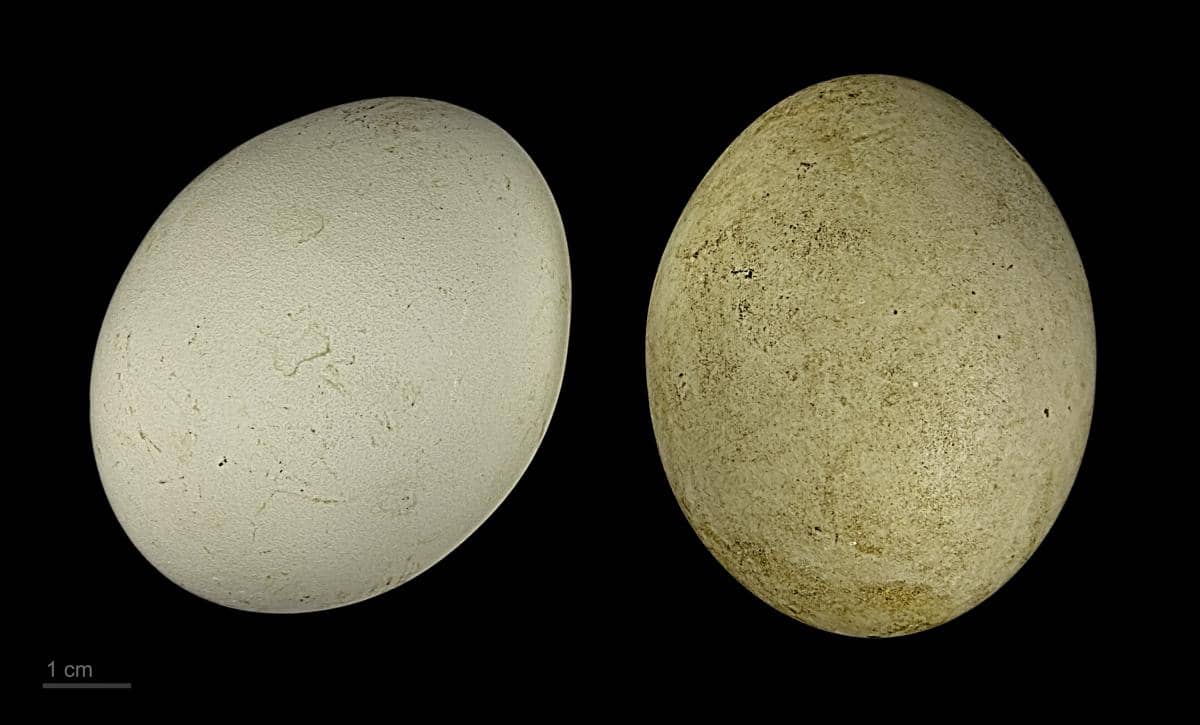 telur bebek ruddy