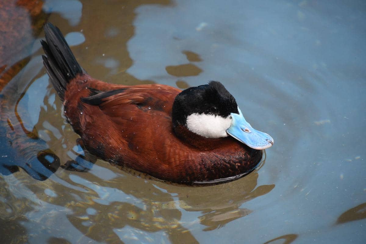 5 Fakta Unik Bebek Ruddy, Paruhnya Bisa Berubah Warna