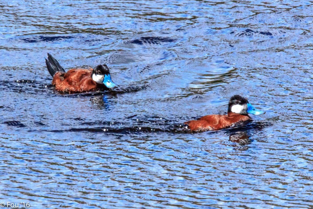 penyebaran bebek ruddy di Eropa pernah memicu kekhawatiran karena kawin silang dengan white-headed duck