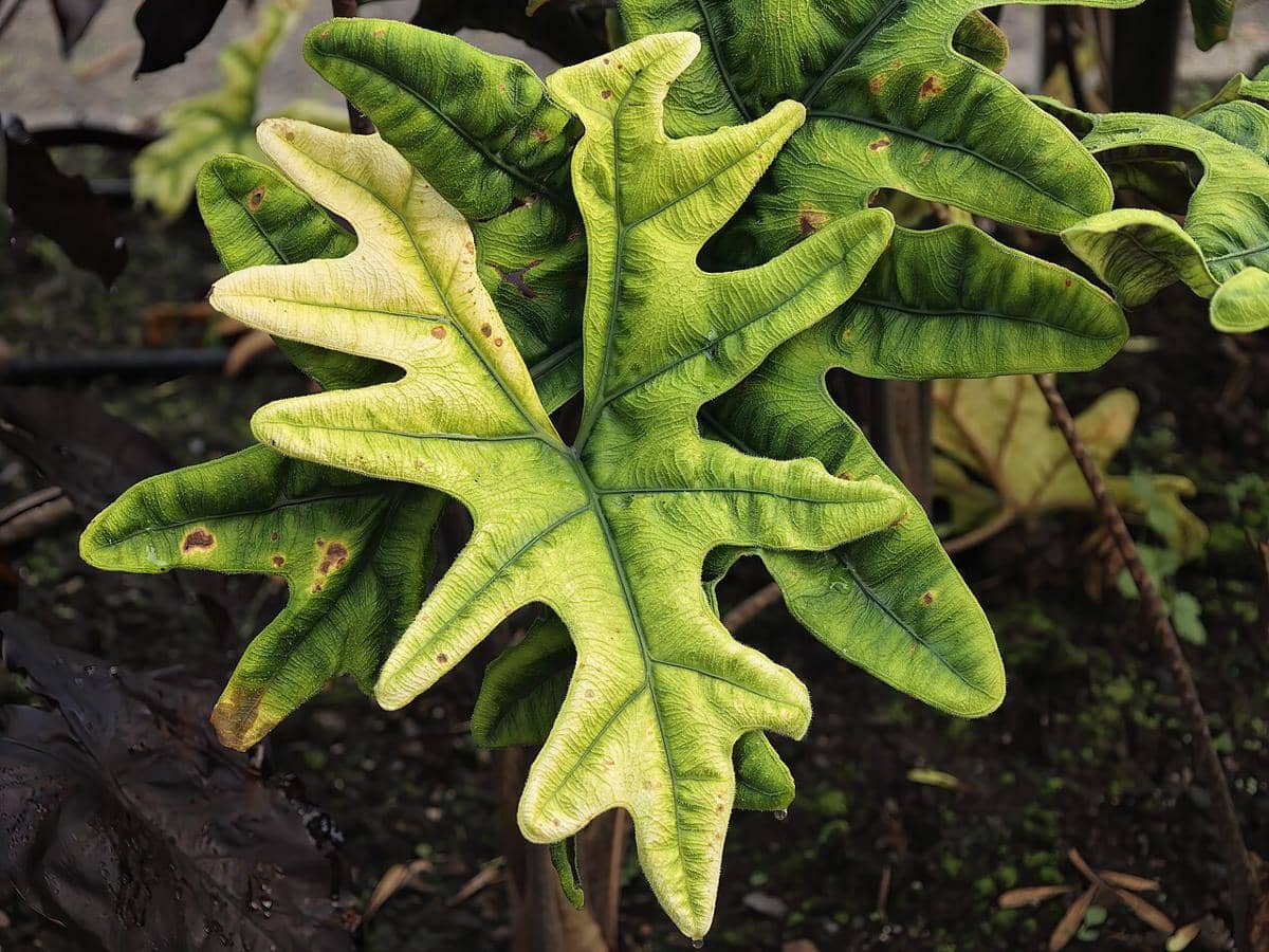 ilustrasi alocasia jacklyn