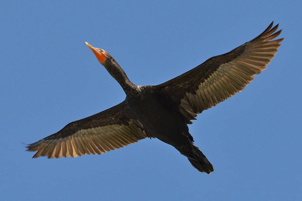 double-crested cormorant