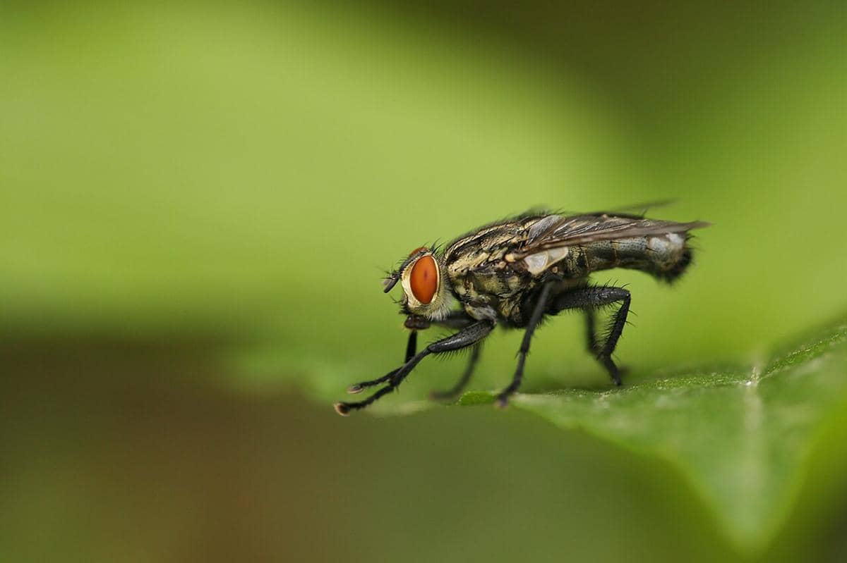 lalat