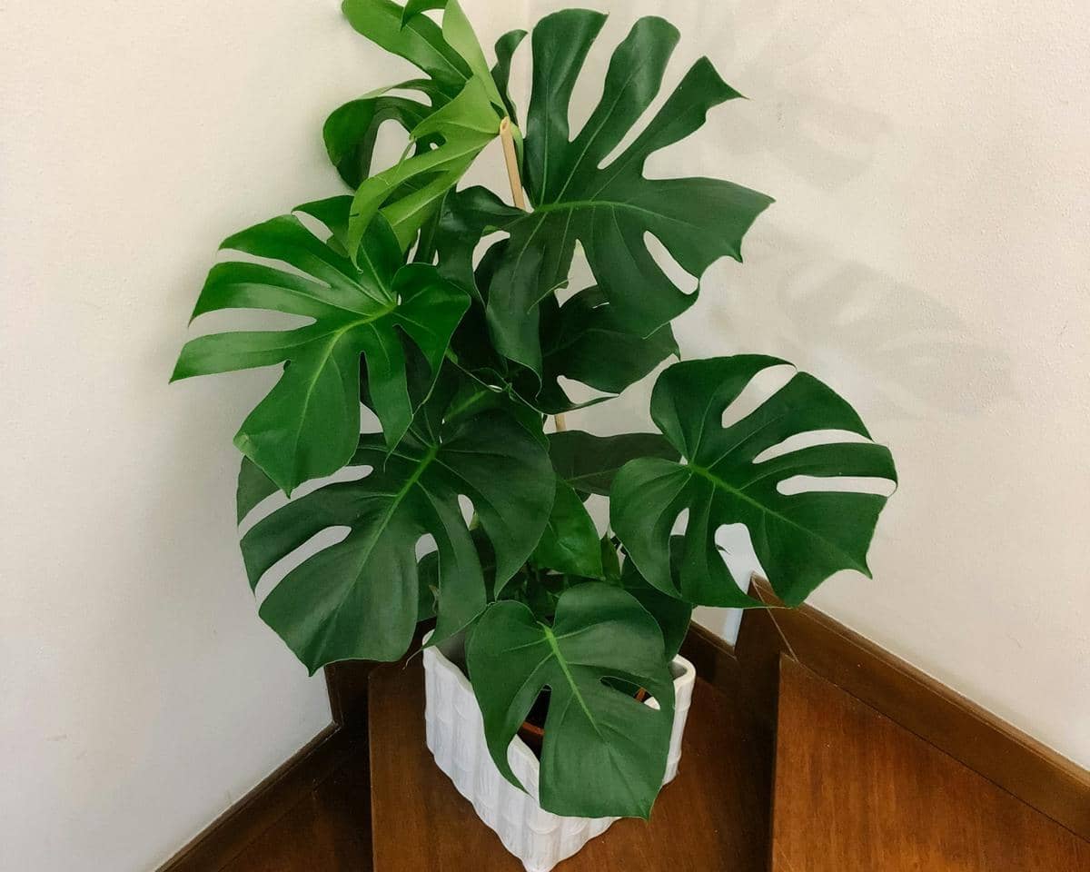 ilustrasi monstera deliciosa