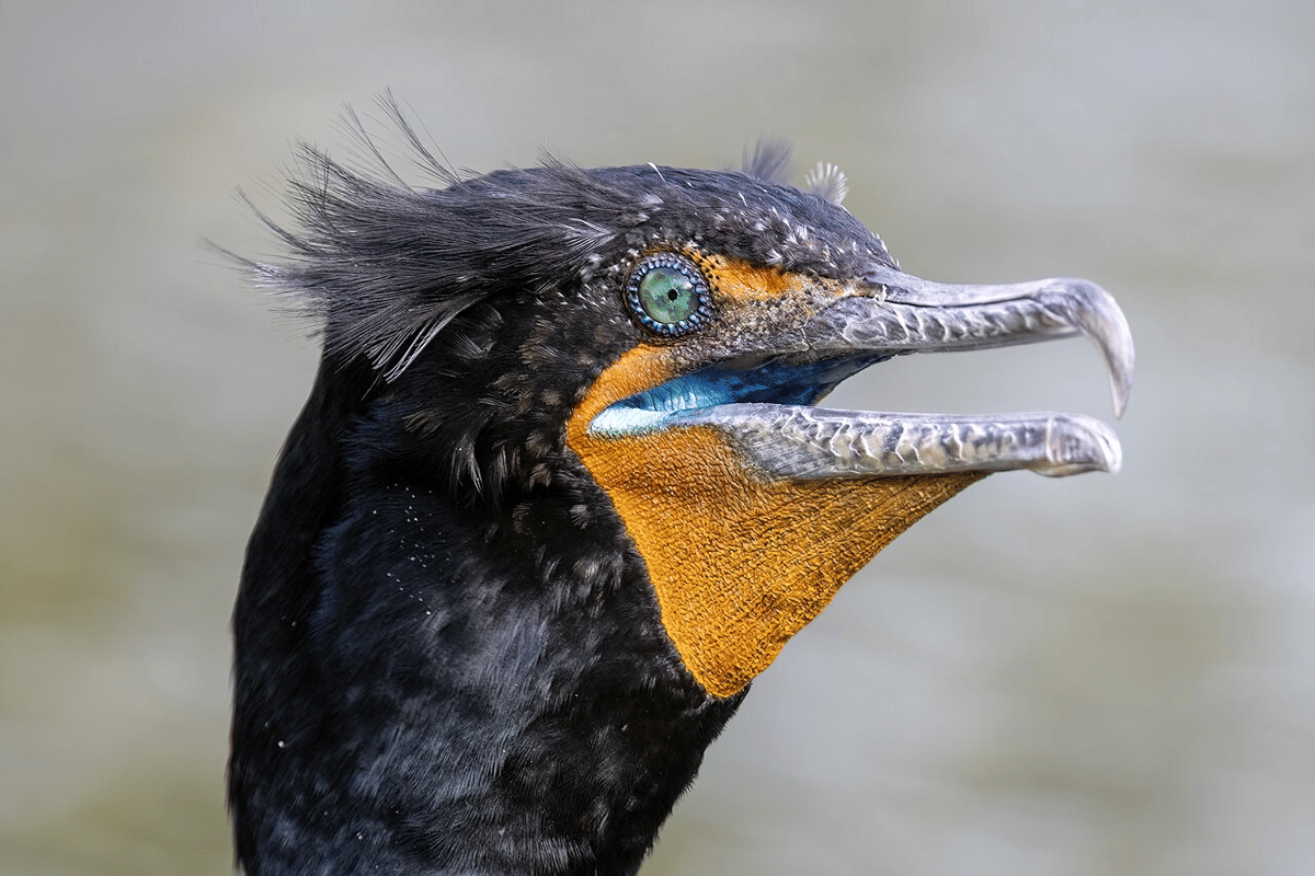 double-crested cormorant