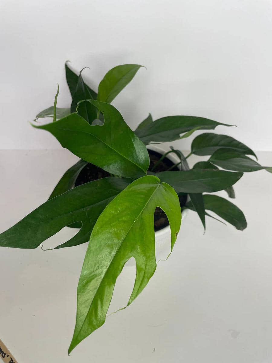 ilustrasi baltic blue pothos