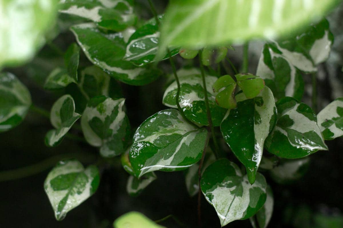 ilustrasi pearls and jade pothos