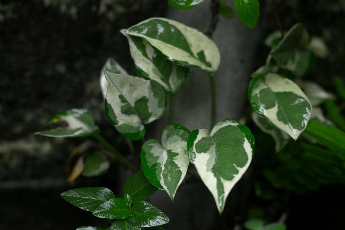 5 Jenis Tanaman Pothos yang Cantik untuk Dekorasi Rumah
