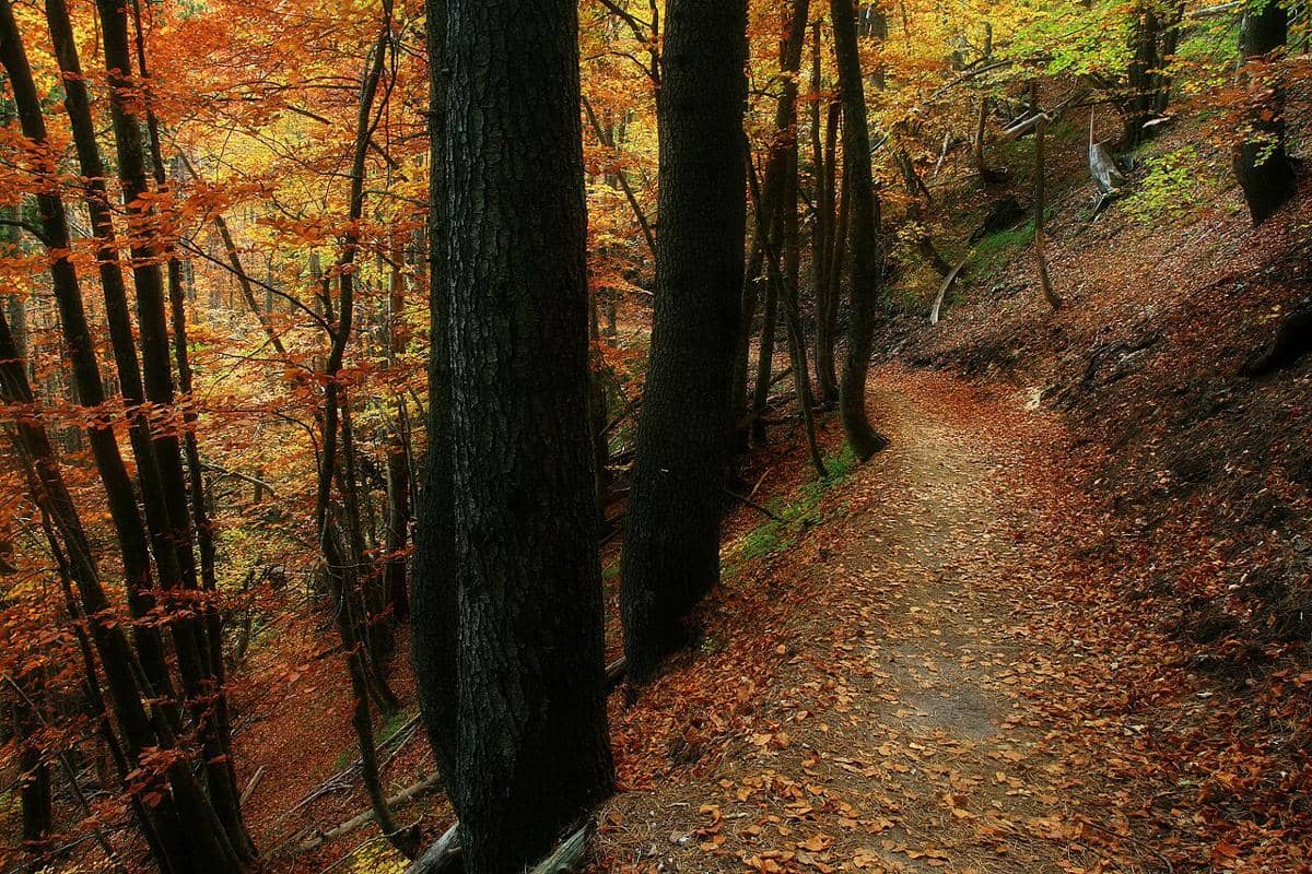 Keindahan alam lereng Taman Nasional Gunung Olympus di Yunani.