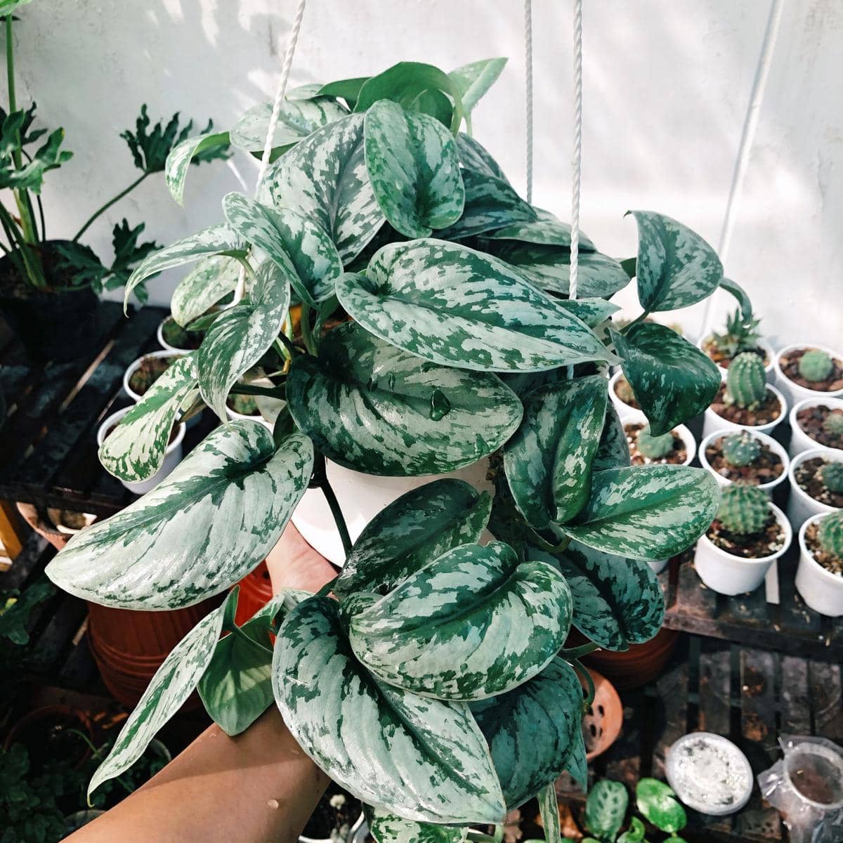 ilustrasi satin pothos