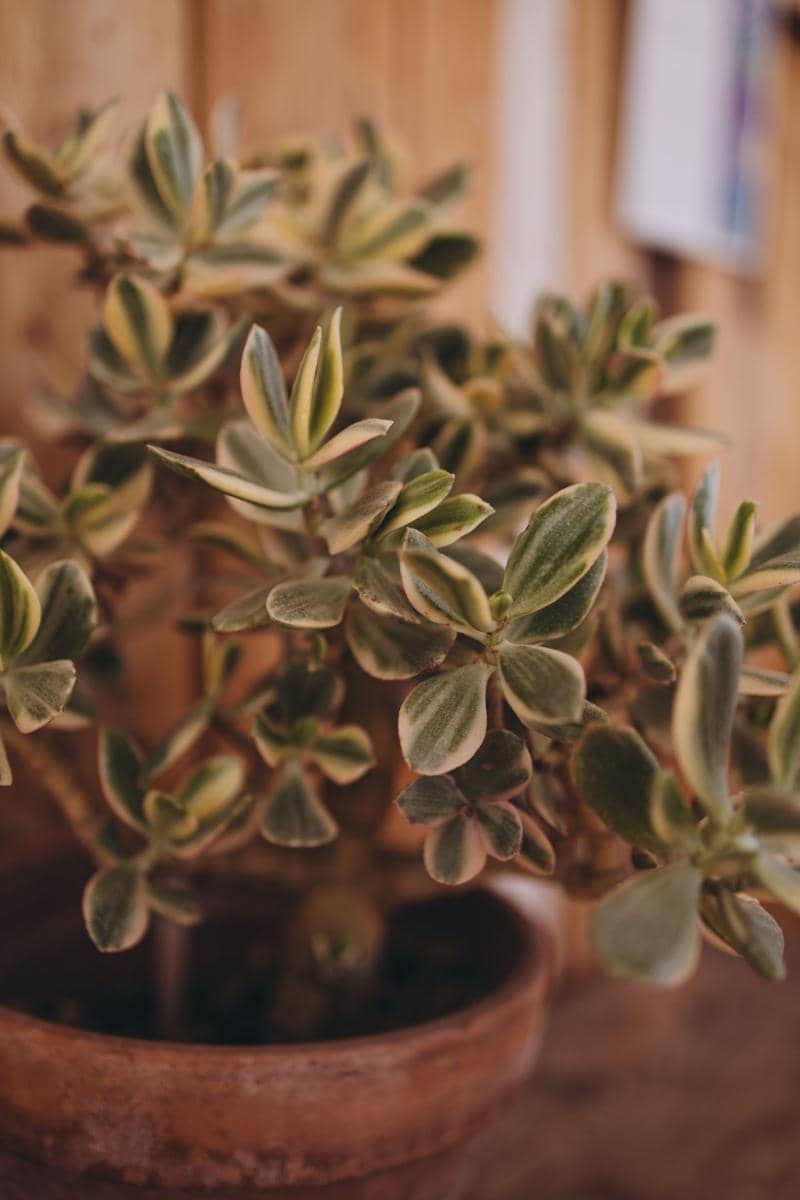 ilustrasi jade variegata