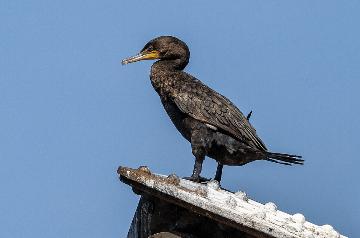 double-crested cormorant