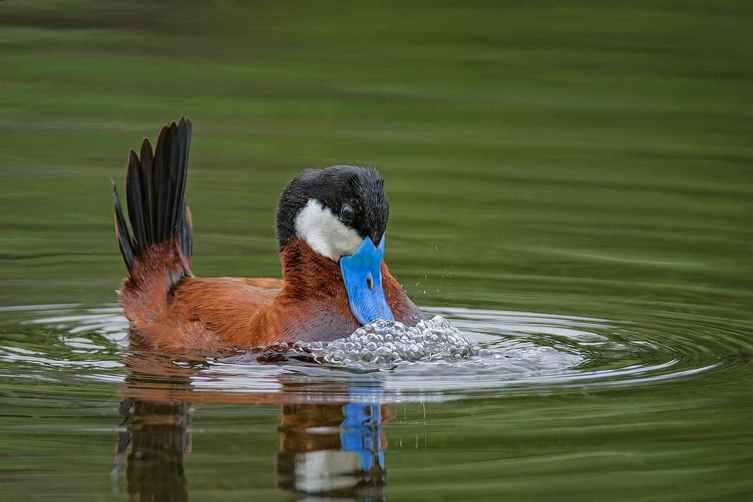 bebek ruddy jantan melakukan pertunjukan khusus untuk menarik perhatian betina