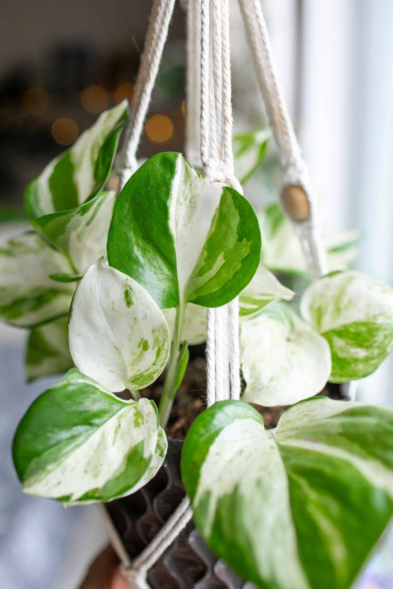 ilustrasi manjula pothos