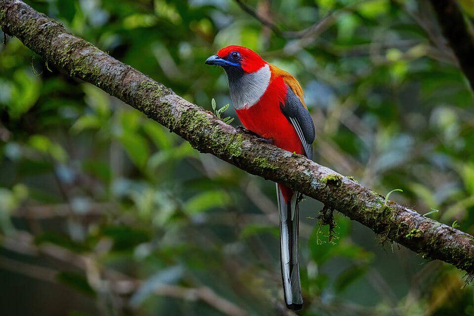 5 Fakta Whiteheads Trogon, Burung Langka Penghuni Hutan Borneo