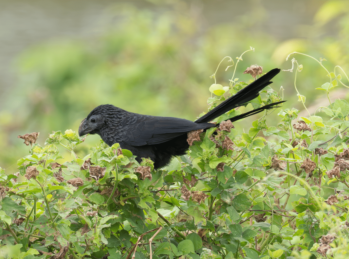 Burung groove-billed ani
