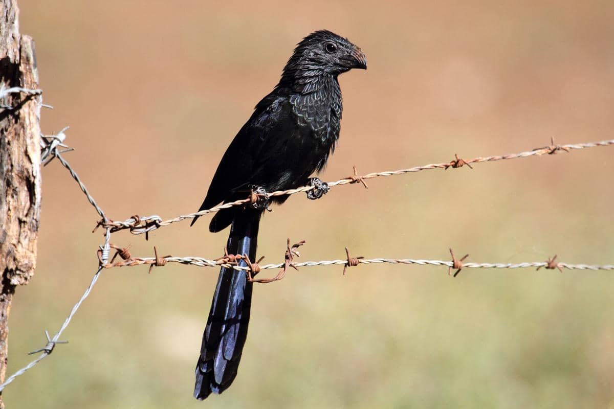 5 Fakta Groove Billed Ani, Burung Mirip Gagak yang Suka Gotong Royong