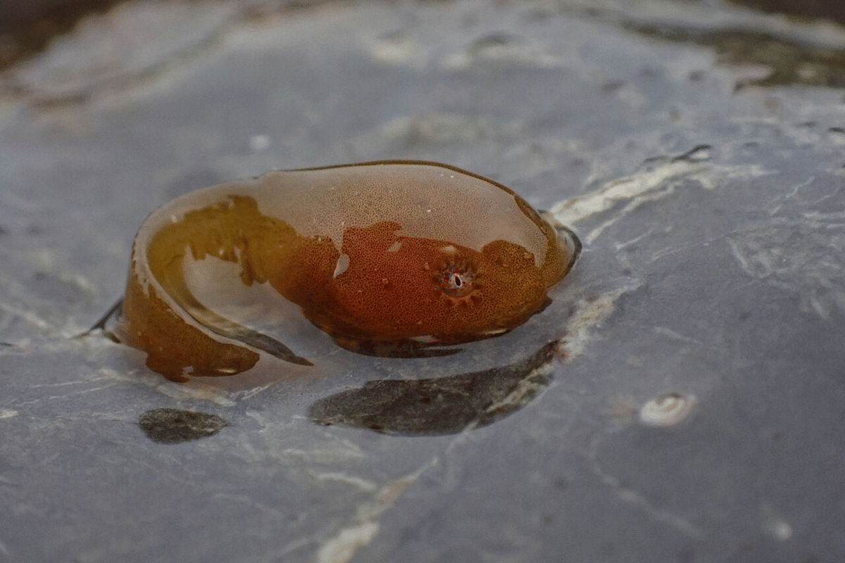 ikan siput