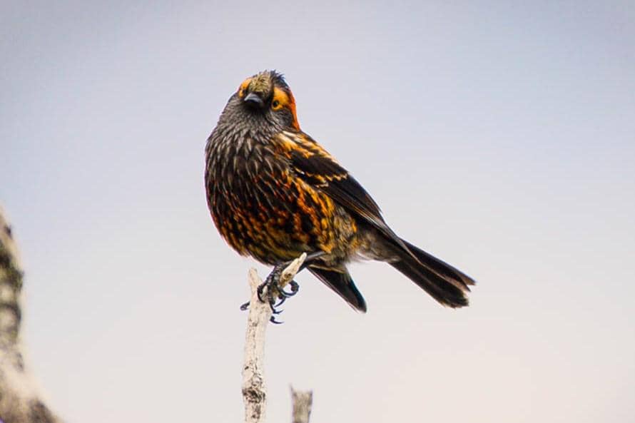 5 Fakta Akohekohe, Burung Berjambul dari Hawaii yang Kian Langka