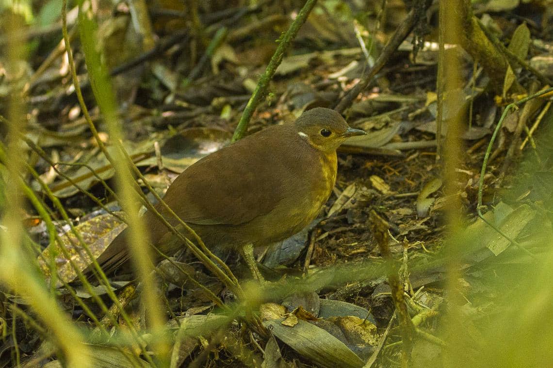 burung mandar-dara cokelat di habitat berhutan