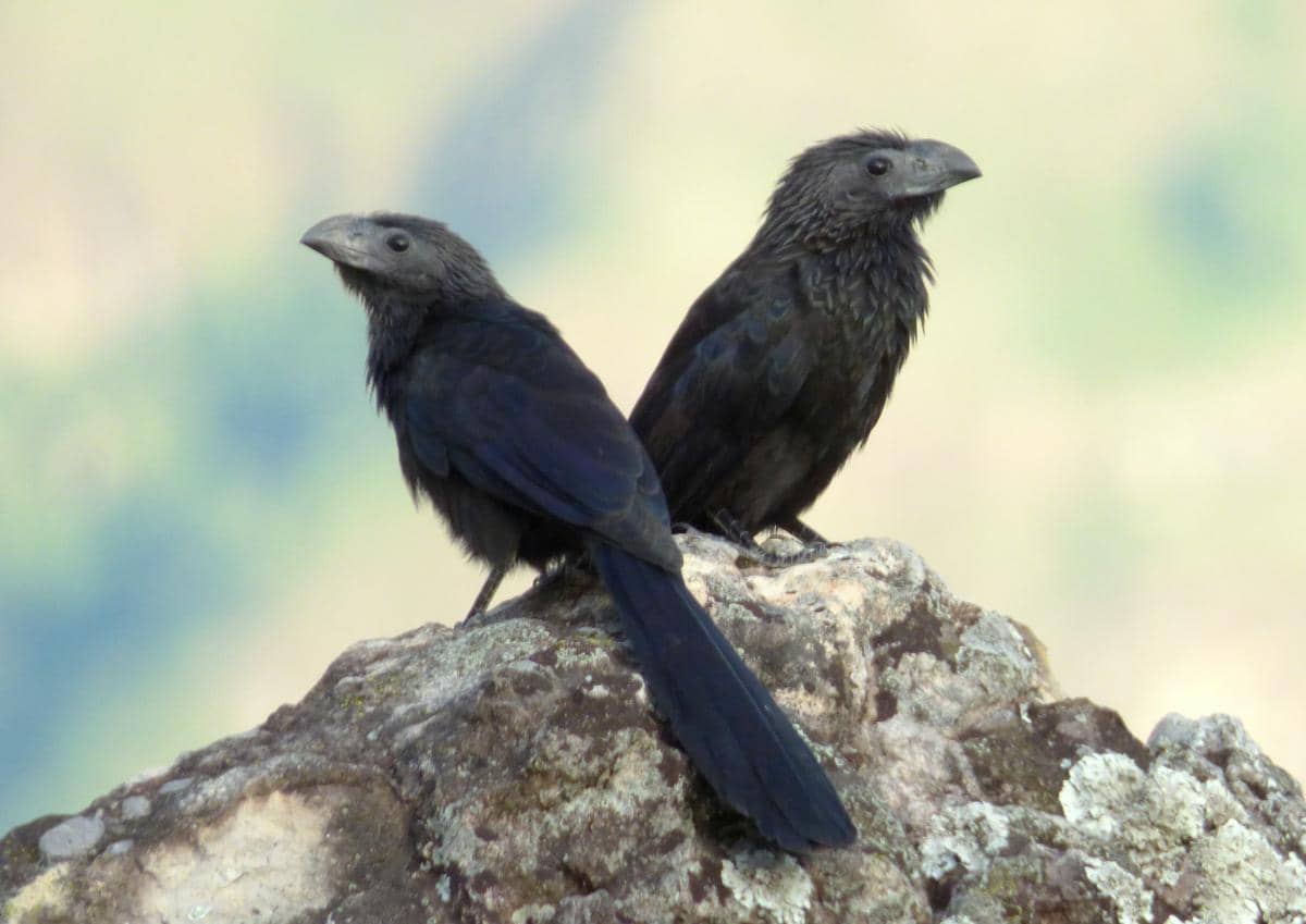 Burung groove-billed ani