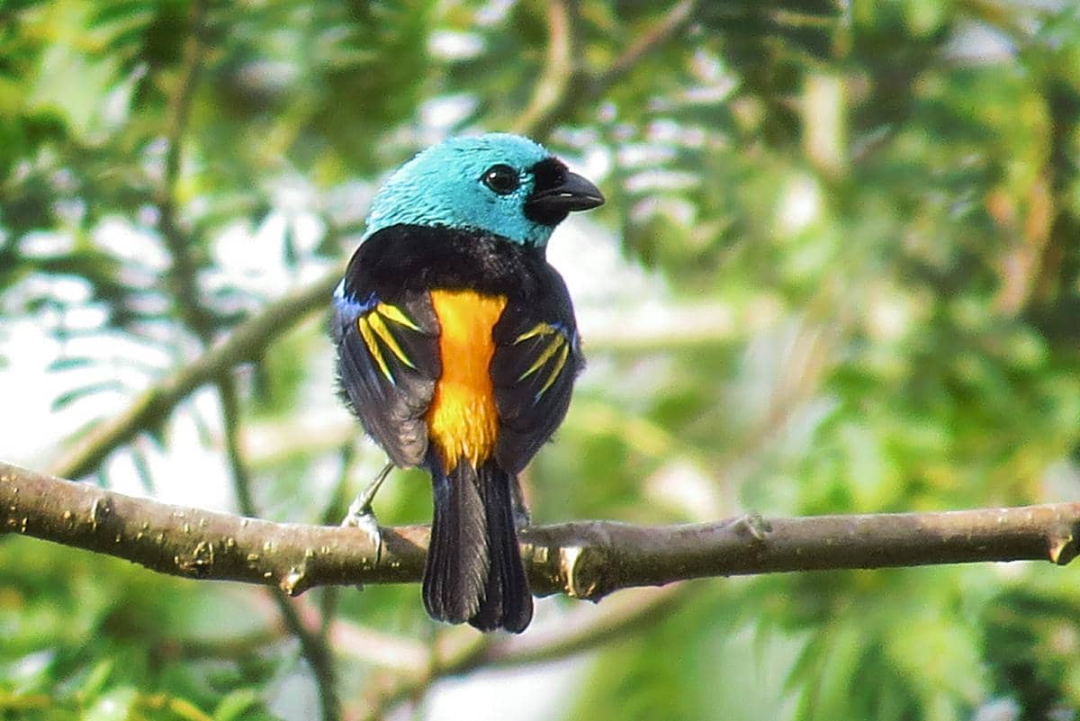Burung tanager tujuh warna