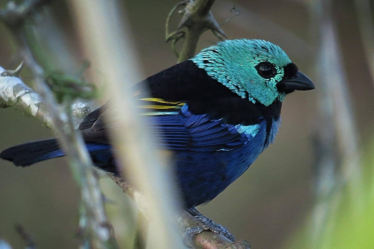 Burung tanager tujuh warna