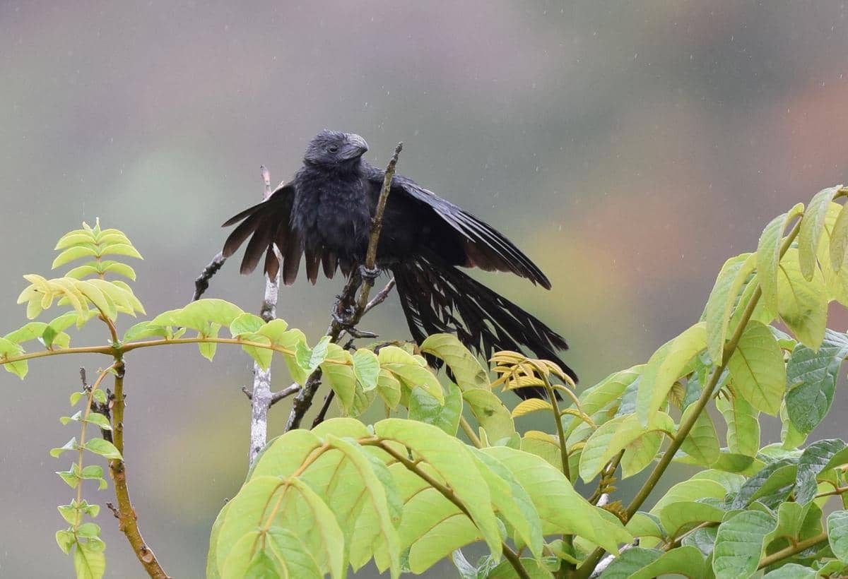 Burung groove-billed ani