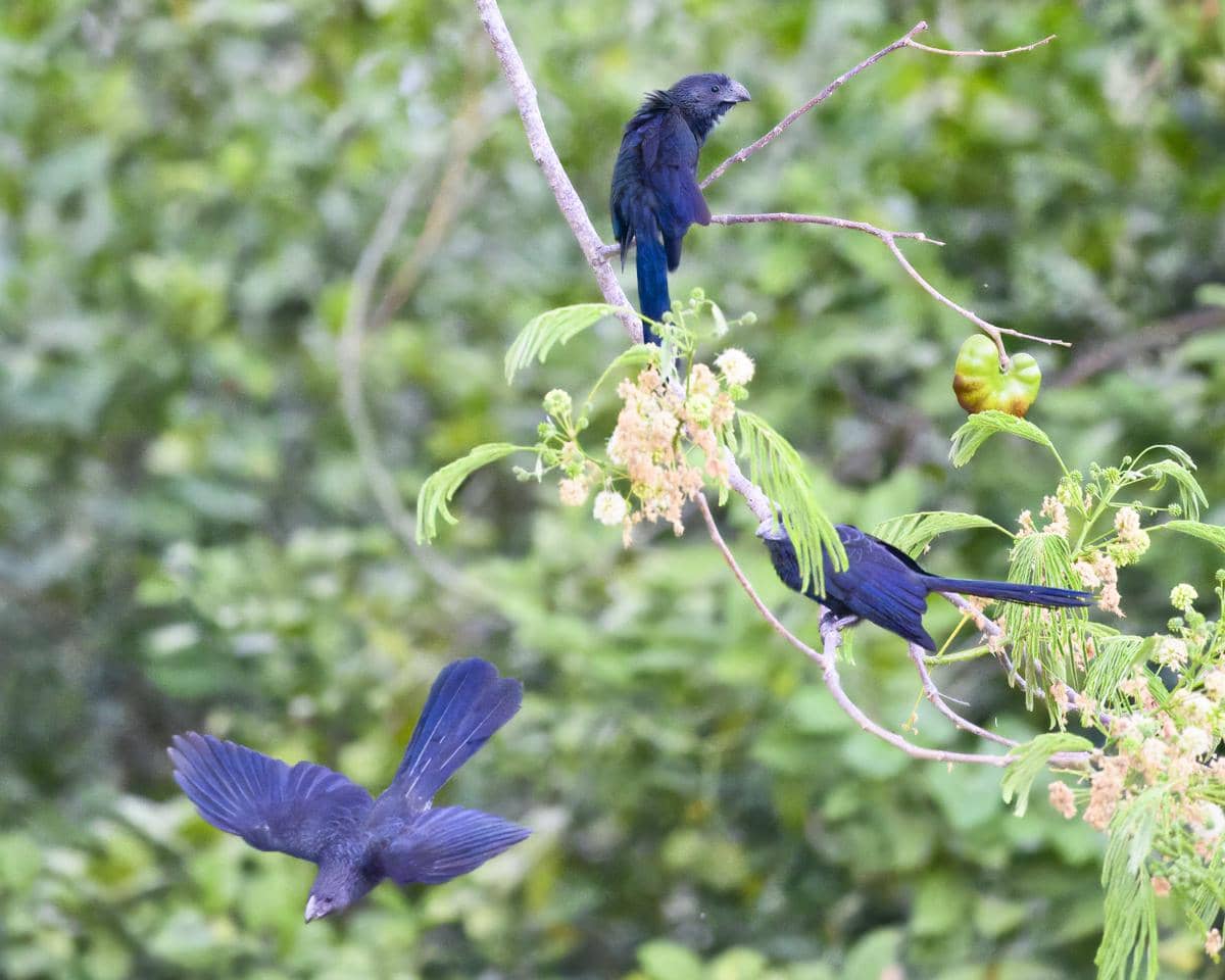 Burung groove-billed ani