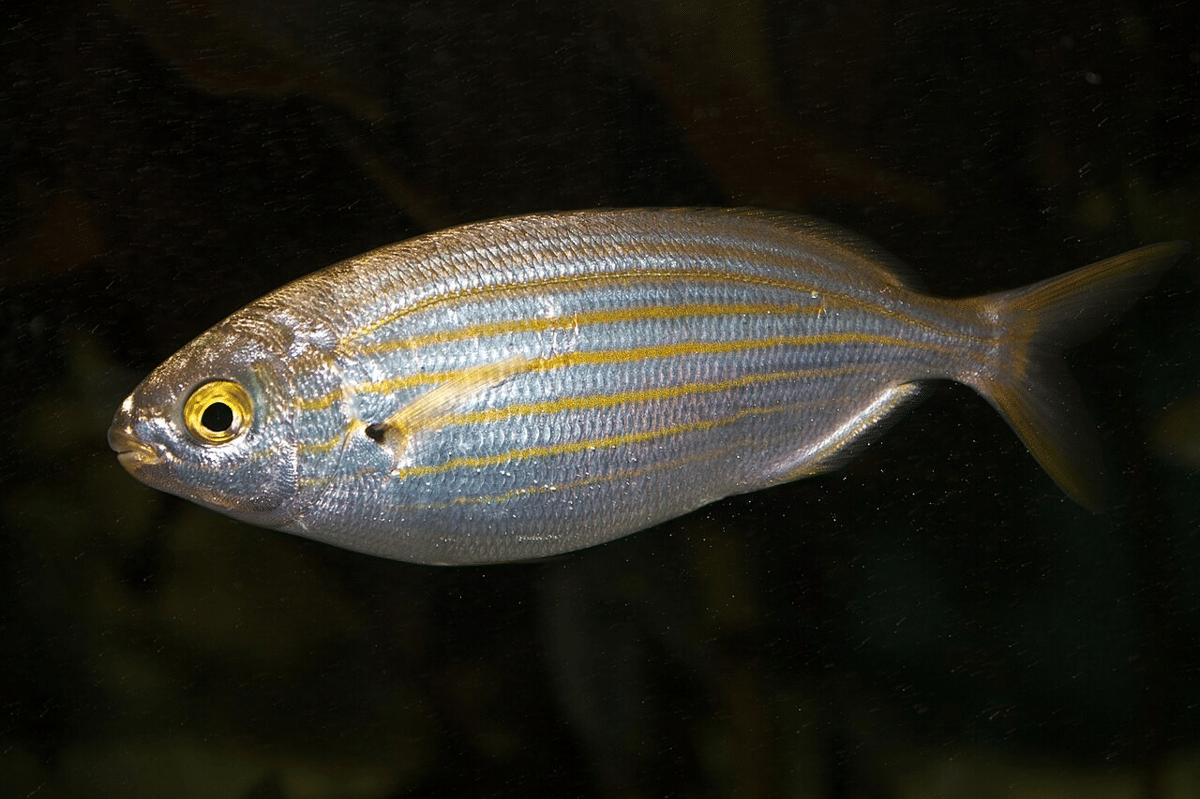 salema porgy