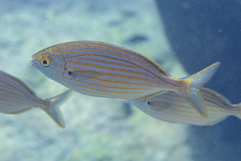salema porgy