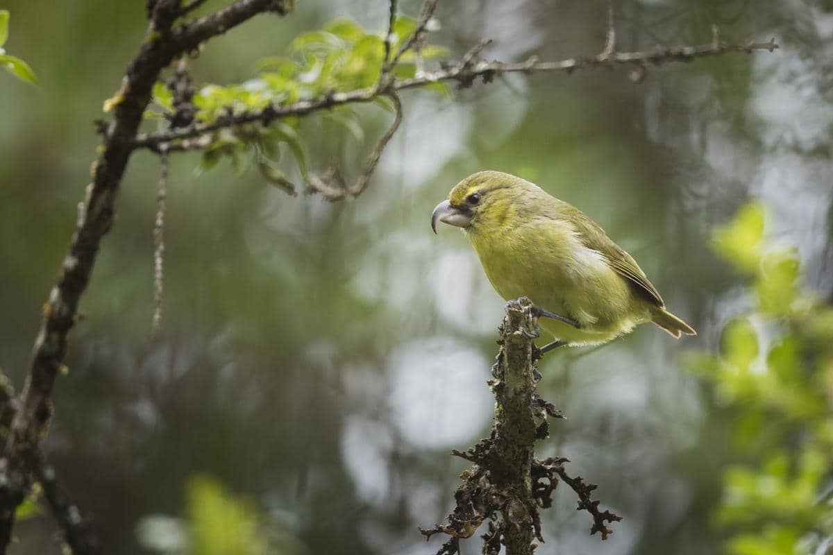 5 Fakta Kiwikiu, Burung Endemik Hawaii yang Berada di Ambang Kepunahan