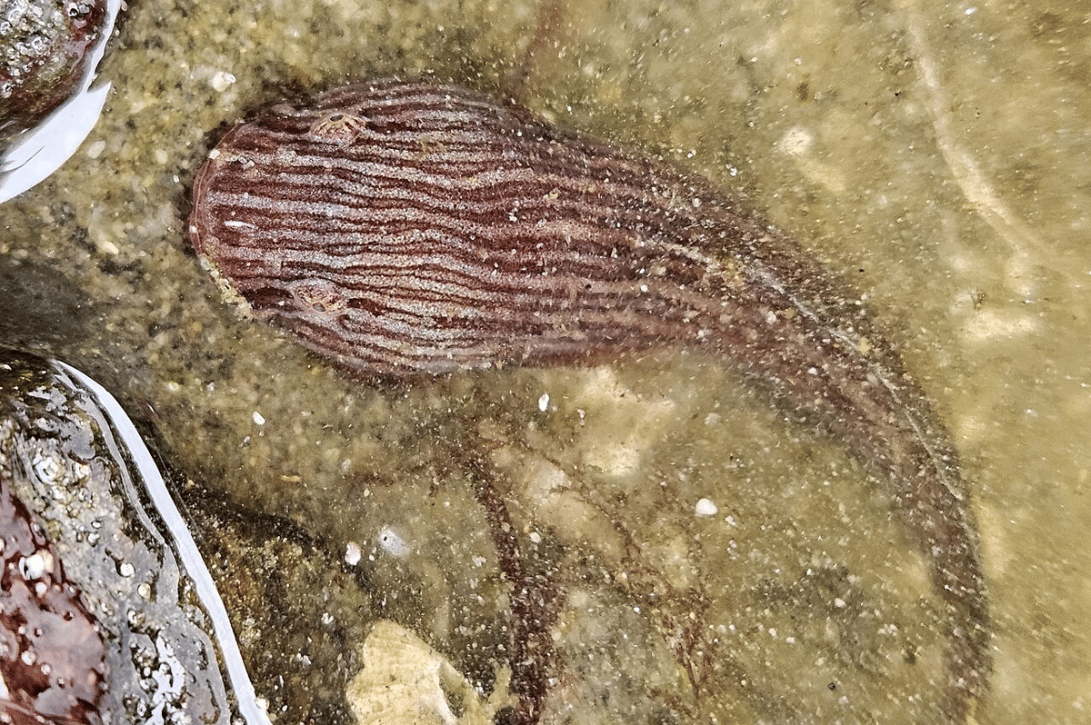 ikan siput