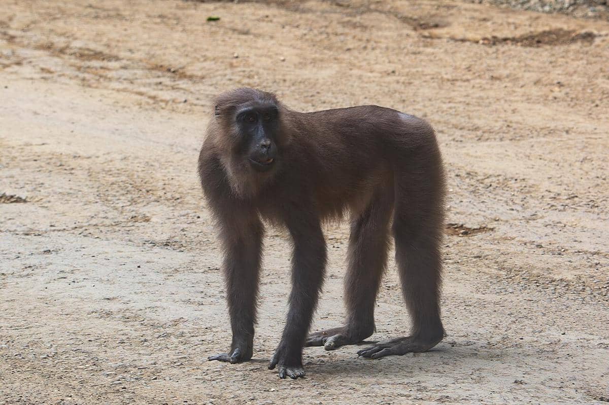 5 Fakta Monyet Moor, Primata Endemik Sulawesi Selatan Terancam Punah