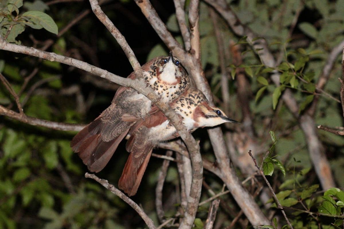 Sepasang burung mandar-dara dada-putih beristirahat di dahan pohon.