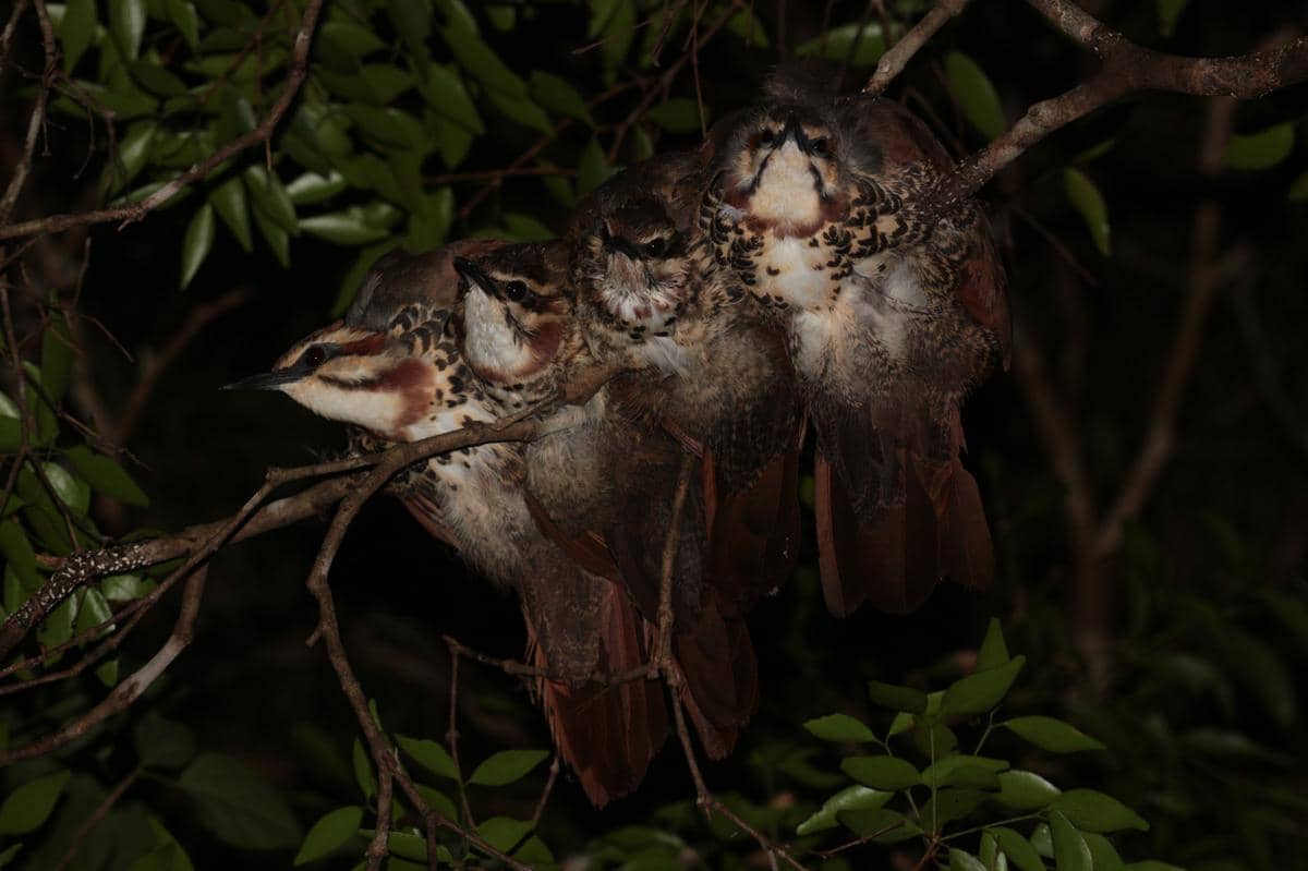 Sekelompok burung mandar-dara dada-putih beristirahat di dahan pohon.
