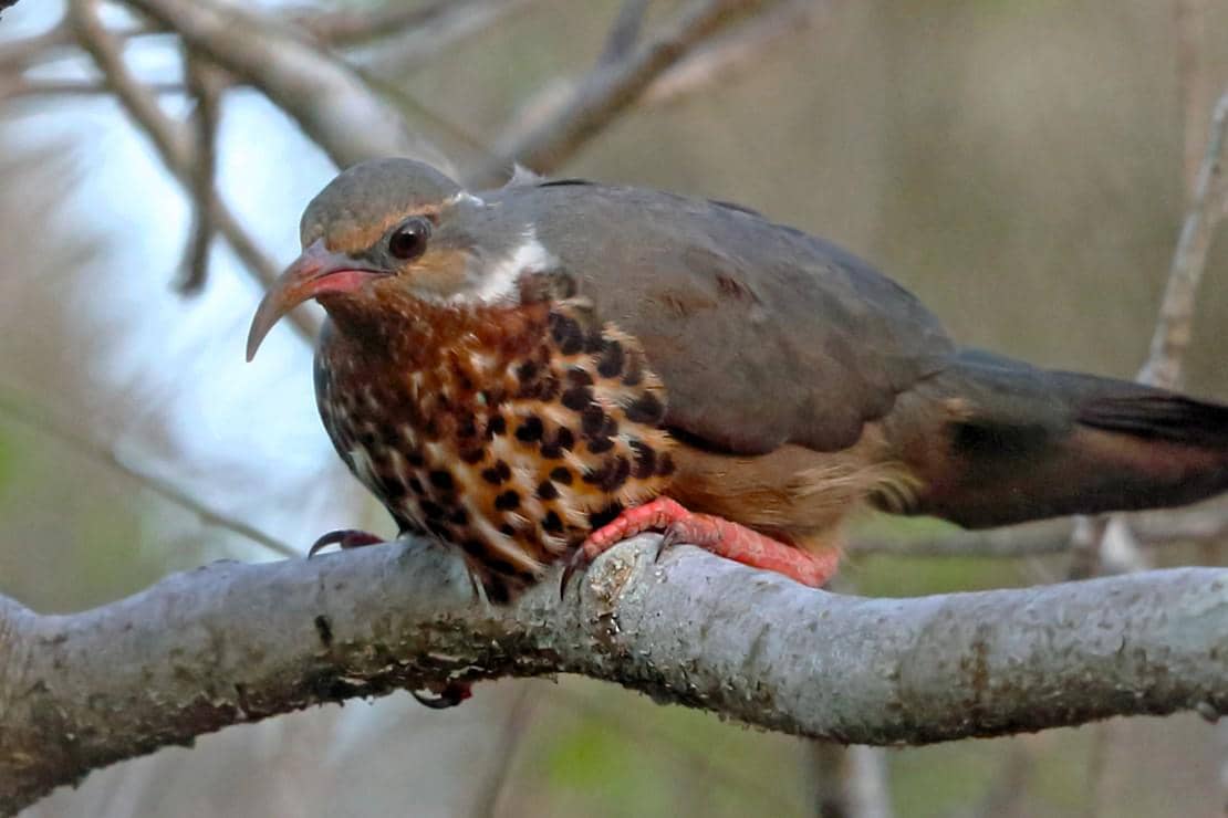 Burung mandar-dara subgurun bertengger di dahan pohon.
